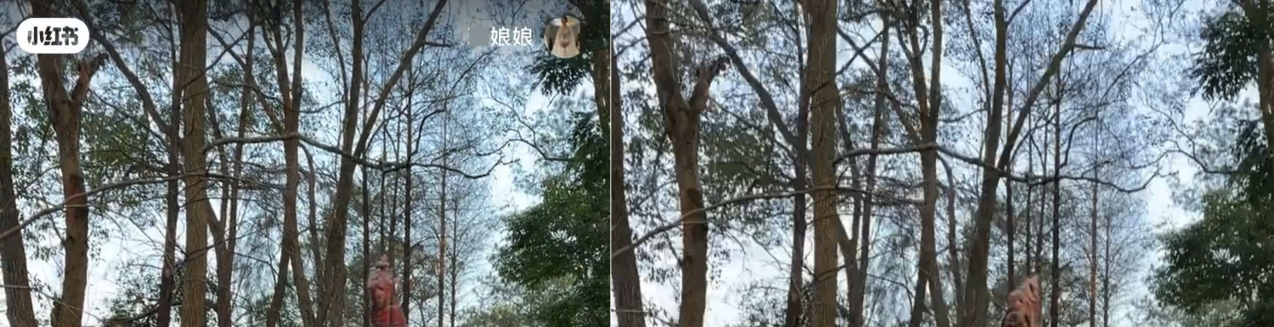 Left: original video with a logo in the upper left corner and an icon in the upper right corner. Right: automatic erasing effect of Logo Removal - Advanced Edition.